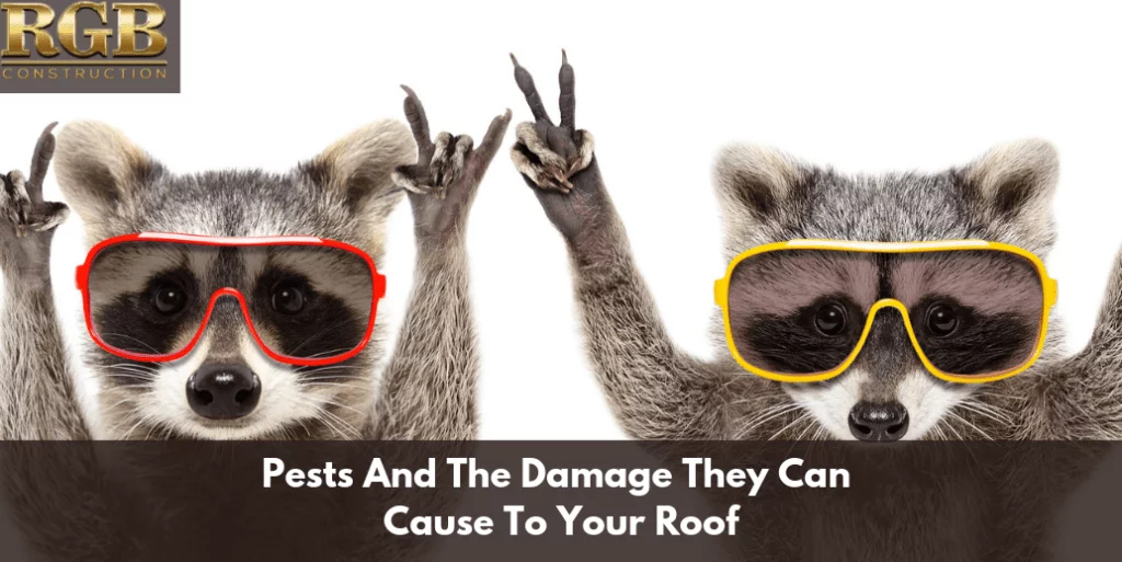 Pests And The Damage They Can Cause To Your Roof