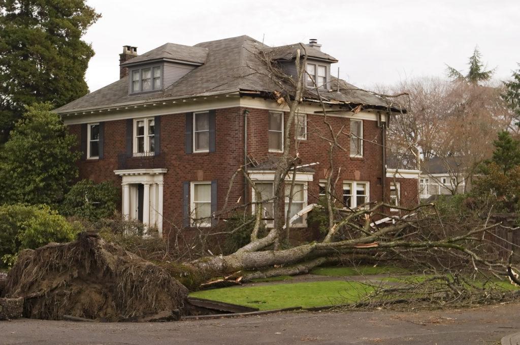 How To Handle Tree Damage To Your Roof